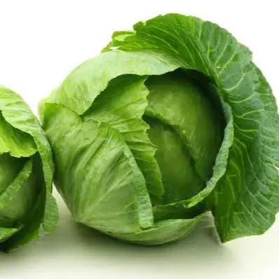 Cheap Fresh Vegetable  Cabbages Available
