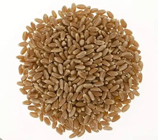 High Quality Natural Whole Wheat Grain Dried Style