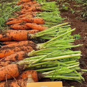 HIGH QUALITY PEELED CARROTS FROM VIETNAM BLOCK SHAPE TUBER ORGANIC AND GREENHOUSE CULTIVATION IQF FROZEN BY BULK VACUUM PACK