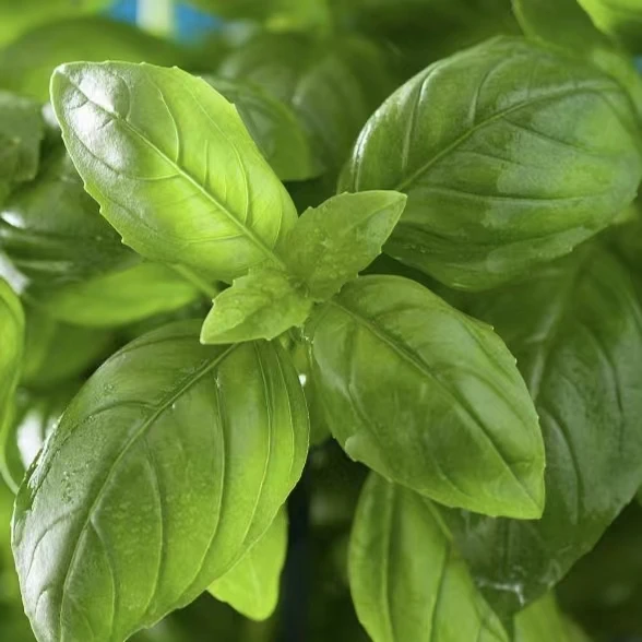 Free Sample Savory Seasoning Concentrated Food Essence of Basil Flavors