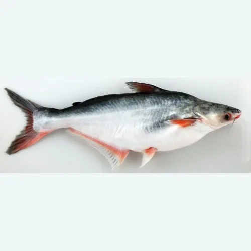 Whole round frozen seafood IQF frozen Pangasius Hot selling Fresh Frozen Pangasius Whole Fish For Sale in cheap price
