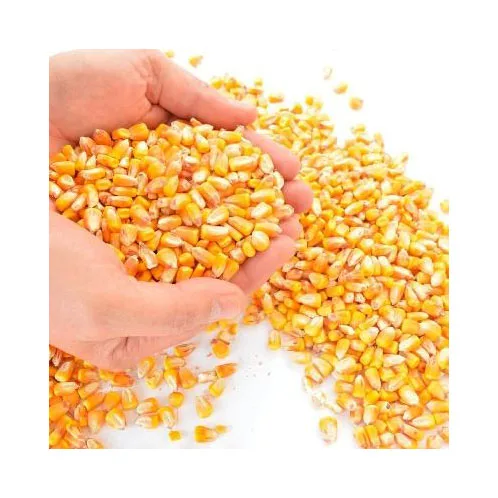 Wholesale Price Yellow Corn High Quality Yellow Maize Corn for Animal Feed Supplier