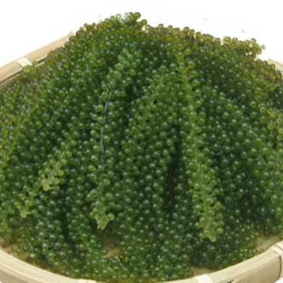 Best Sea Grapes/Green Caviar Seaweed Peals