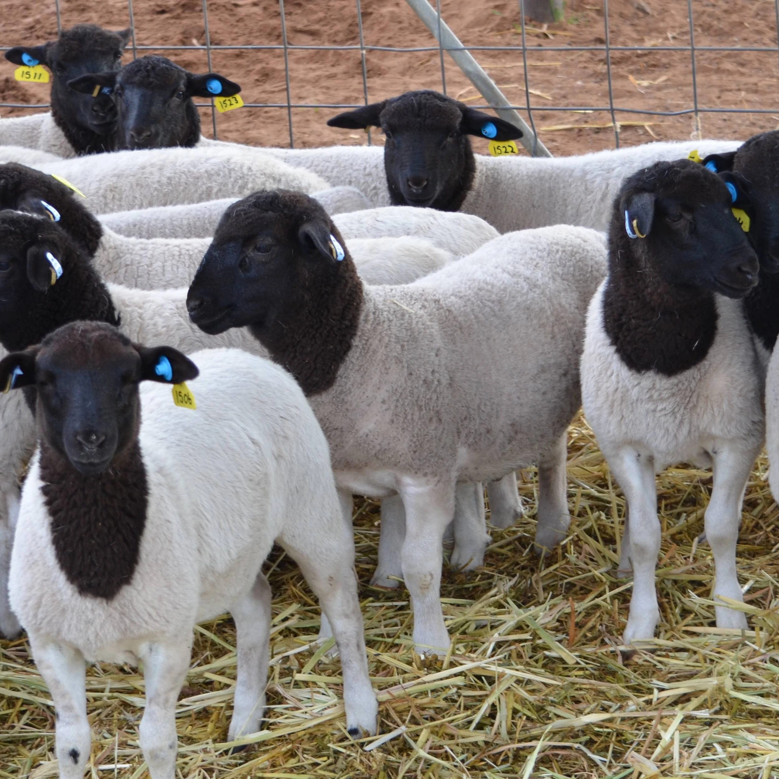 Овечья овечка для