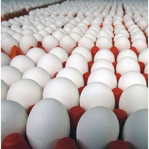 Chicken Eggs Ostrich Eggs, Chicken Eggs, Turkey Eggs Fresh Table Eggs Brown And White Farm