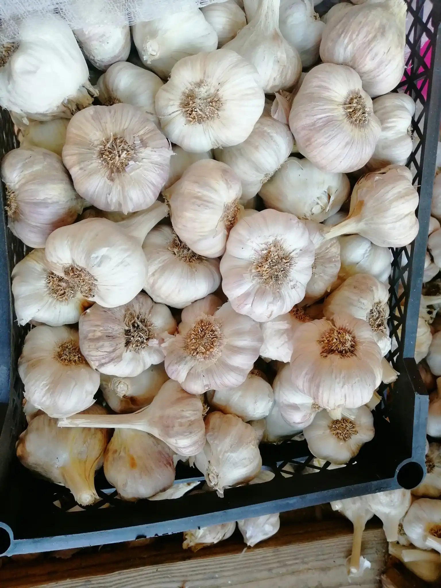 High quality dried white garlic new crop from Egypt 2023