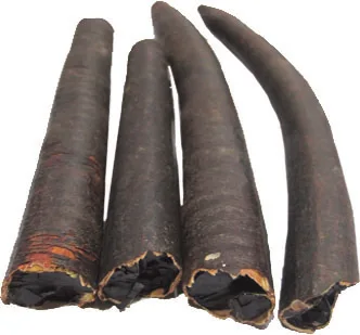 SENNA PIPE TREE SENNA ORGANIC Golden Shower Senna Single Herbs Spices High Quality Wholesale Best Rate