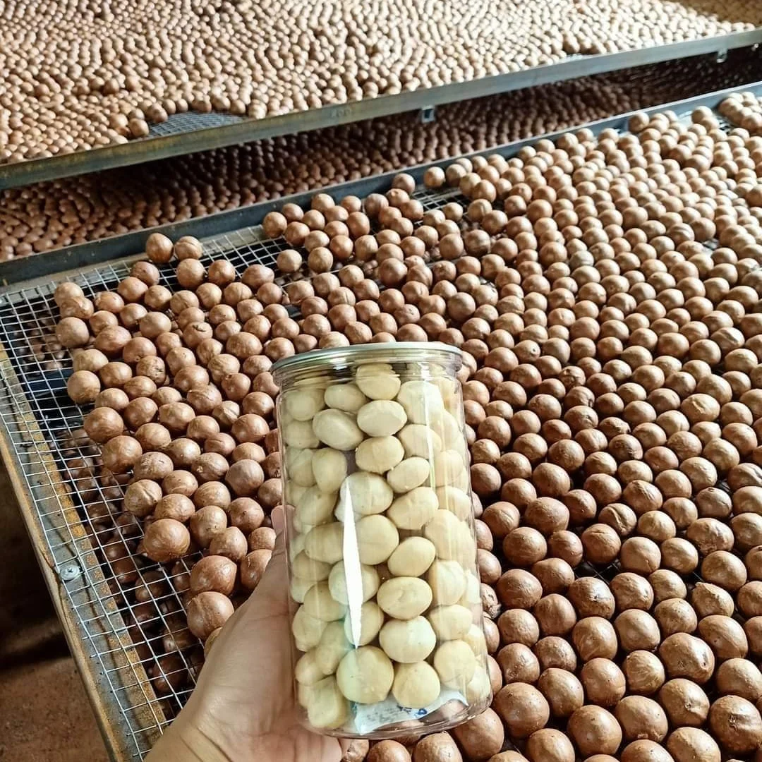 Новые культуры необработанные орехи Макка сушеные Макки цельные макадамии лучшее качество