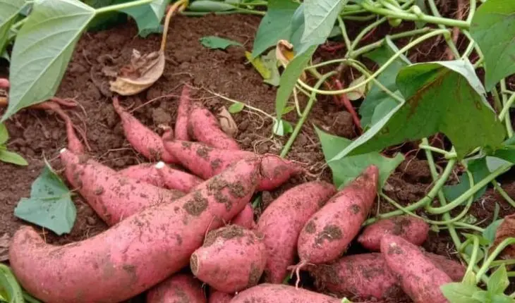 Свежий картофель из Вьетнама-лучшее качество, натуральный и самый продаваемый.