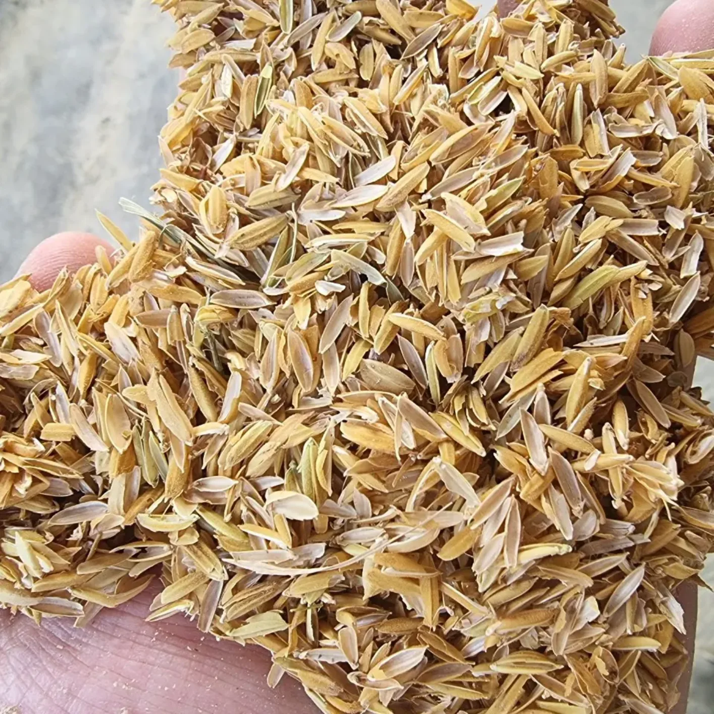 Exporting cheap price Raw rice husk High Quality Feed Grade Rice Husk