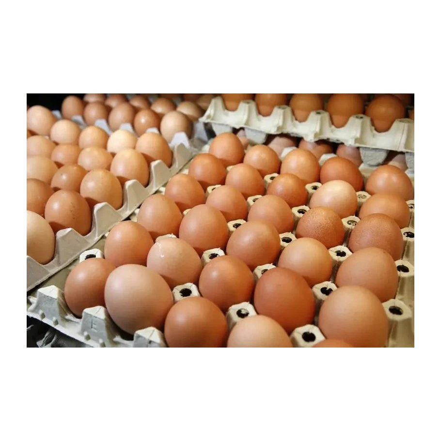 Broiler Hatching Eggs Ross 308 and Cobb 500 Chicken Table Fresh Supplier