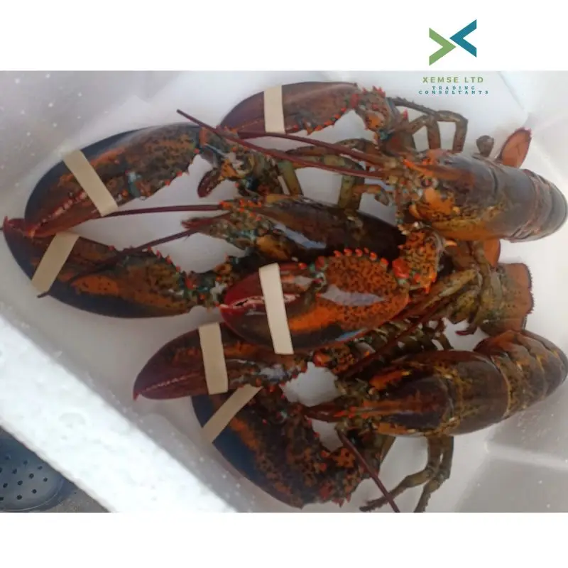 Замороженные морские воды Канада замороженные ножки Королевского краба целый Королевский Краб из