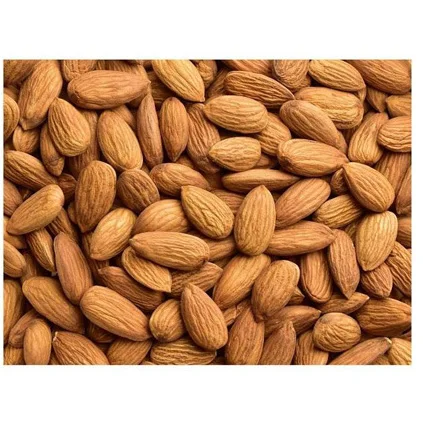 Wholesale Best price High impact Bitter Apricots Kernels OEM services Bitter Apricots Kernels Factory rate in Hot price