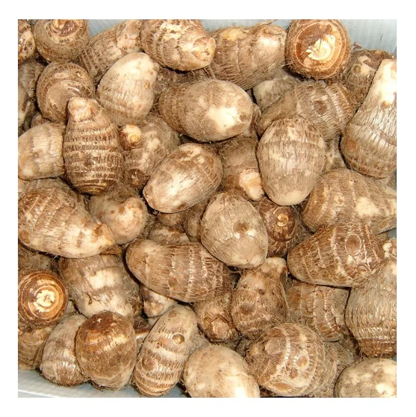 Cheap Price Bulk Sale Top Quality fresh taro new harvest fresh taro factory directly supply fresh taro wholesale