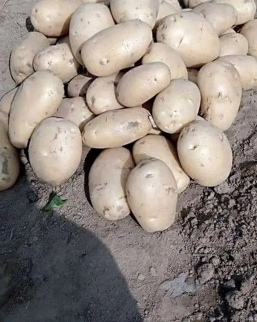 Свежий картофель