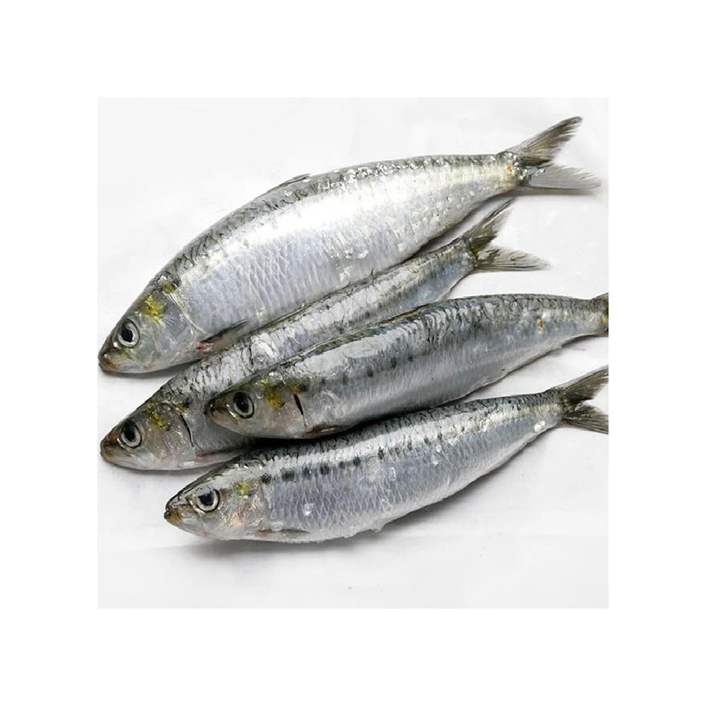 Sardine fish for sale at affordable prices Premium quality Sardine fish available for wholesale