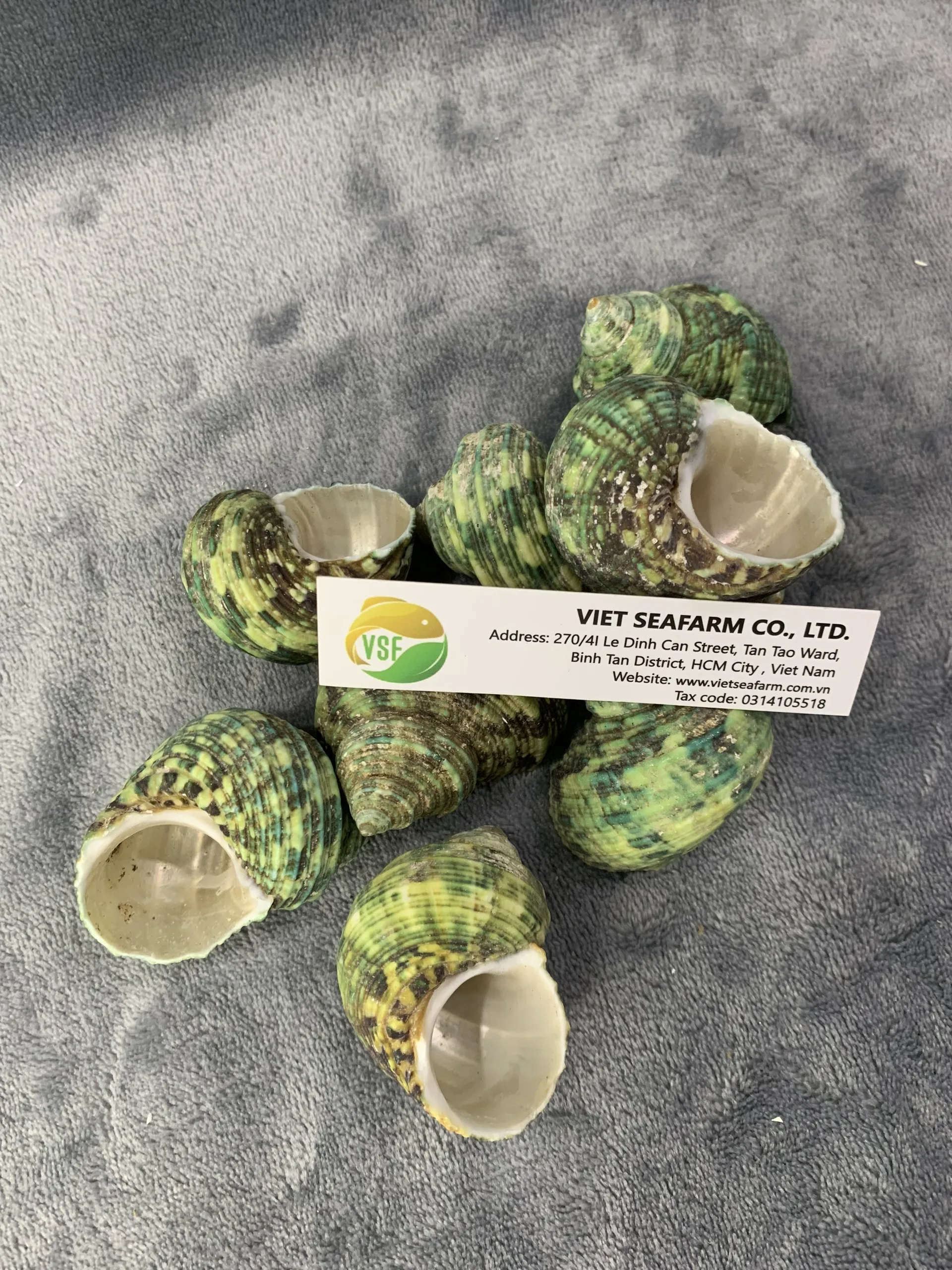 Green Conch is a premium product, widely popular in the market, meeting export standards with competitive wholesale prices