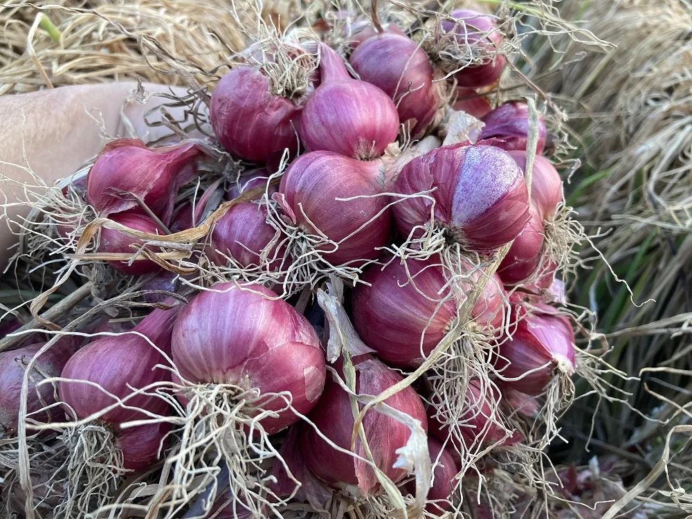 Thai Bawang Merah Thai Vegetable Fresh Red Shallot +66934602728 Onion Mesh Bag Good Grade Ready to Export from Thailand