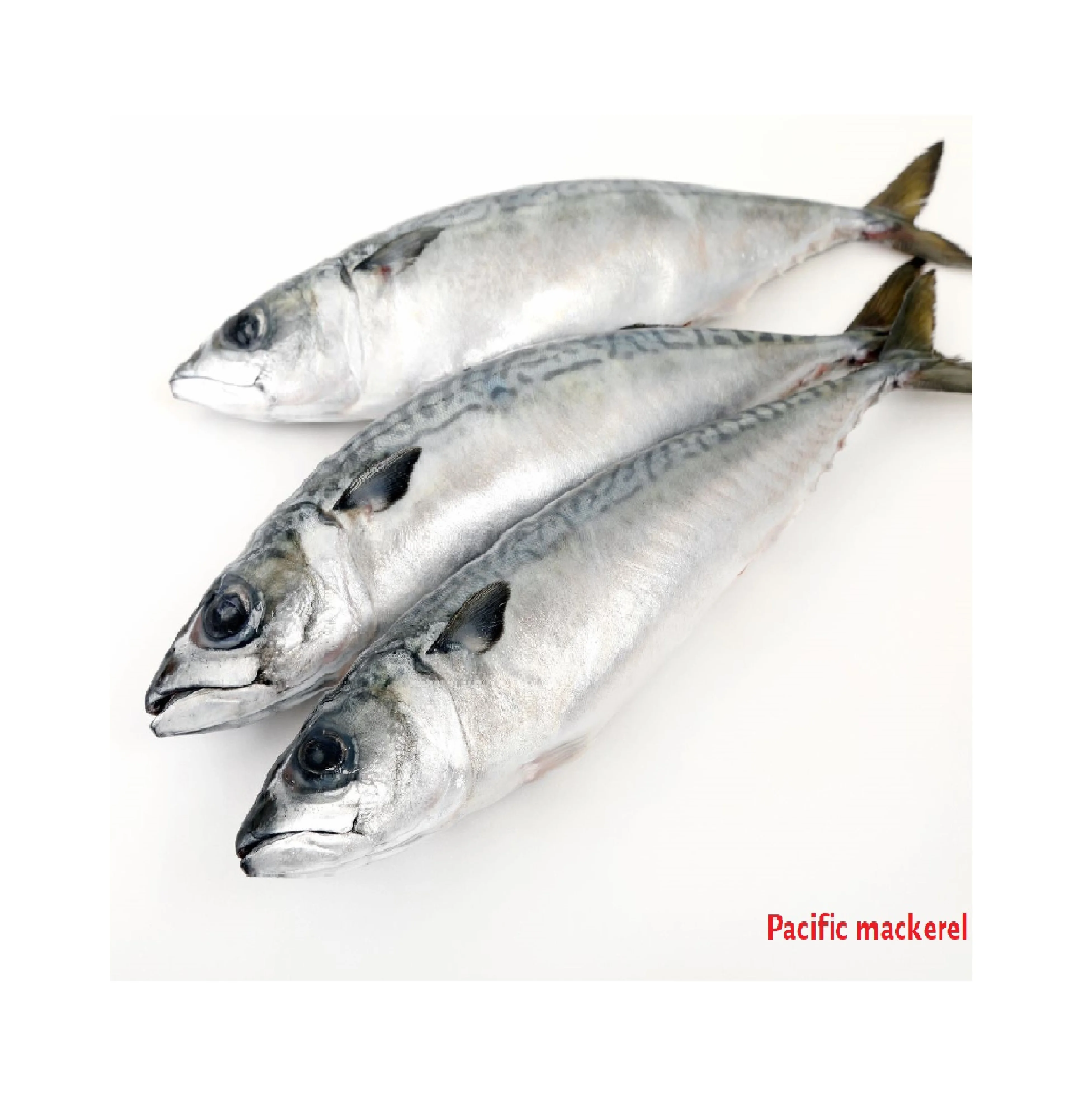 Wholesale Wild Caught Fresh Dried Fried Suppliers Frozen Sea Food