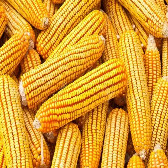 Yellow Corn/Maize for Animal Feed / YELLOW CORN FOR Cattle Feed wholesale supplier and exporter at Wholesale