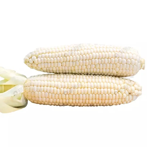 Самые продаваемые цены, высокое качество, супер свежесть и высокая сладость, Органическая кукуруза, поставка в производстве Bulks