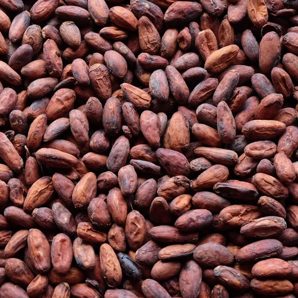 cocoa beans 15.jpg