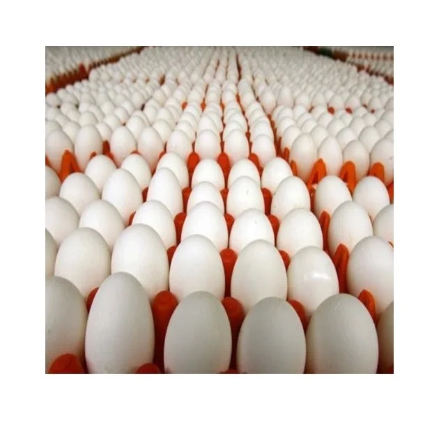 Hot Selling Fresh Brown/White Chicken Table Eggs for sale/Farm Fresh Chicken Table Eggs Brown