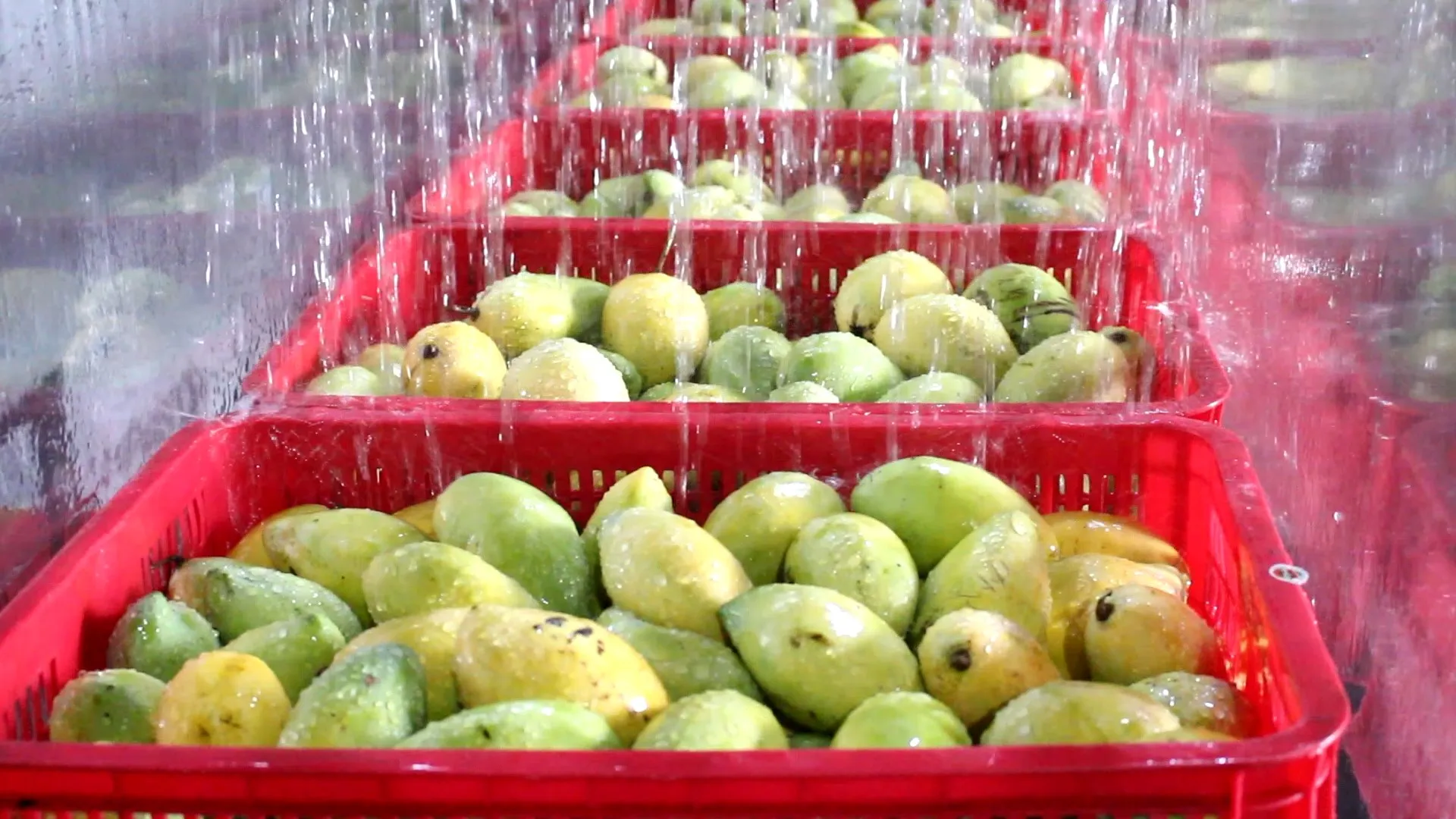 VINUT All Natural Mango juice 12 Fl oz Can Vietnam Suppliers and Manufacturers 100% Mango juice