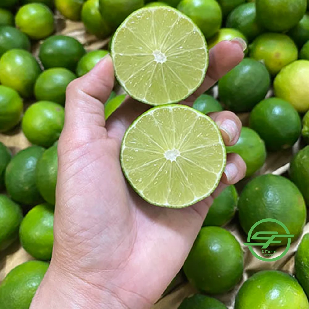 Fresh Seedless Lime Lemon | Vietnam Agricultural Export Products | Cheap Price for Buy in Bulk