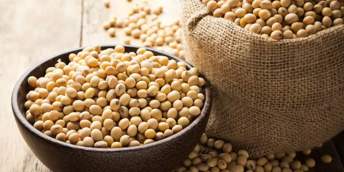 Top Grade Bulk Supply Soya beans Fresh Stock Wholesale Price High Quality