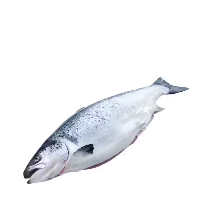 В наличии высокое качество оптовая продажа морепродукты свежемороженая рыба из розового лосося цельная потрошенная или обезглавливаенная замороженная для продажи