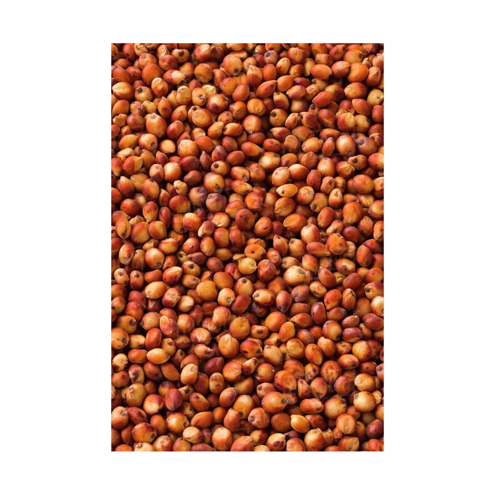High Quality Red Sorghum Grain for sale