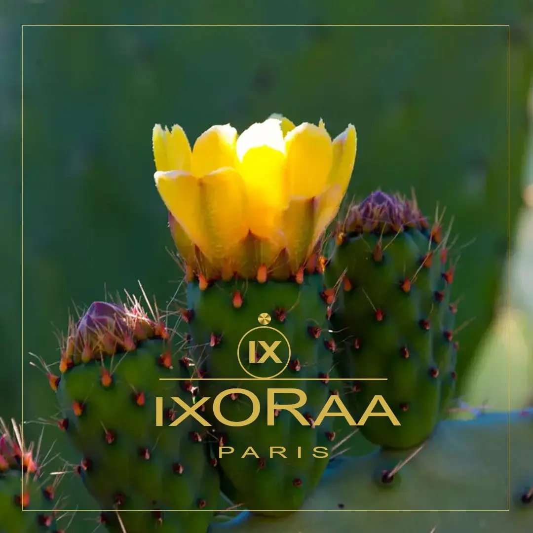 OEM/ODM Premium Organic Prickly Pear Vinegar Super Natural Slimming Cure Healthful Body Treatment with High Vitamin C Content