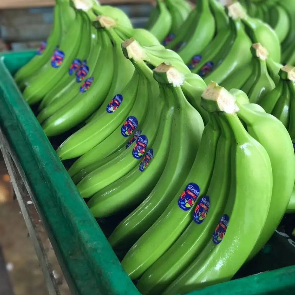 Crop Green Tropical Banana OEM Style Organic Cavendish Color Weight Origin Type Variety Grade Product ISO Fresh Fruit Place