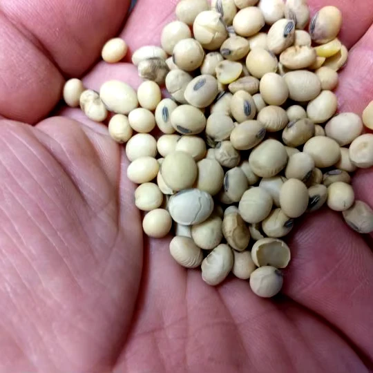 Fast Delivery Cheap Price Bulk Stock Organic Raw Organic Cotton Seeds For Sale In Bulk