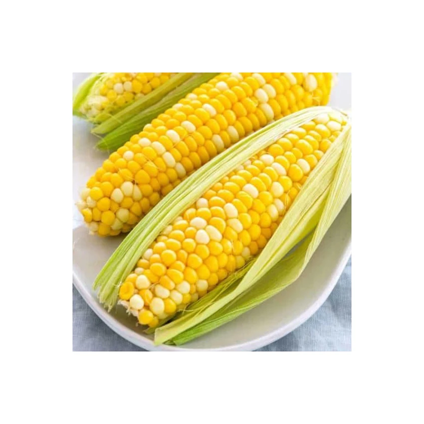 Yellow Corn/ yellow corn for human consumption non gmo yellow corn/ yellow corn for animal feed