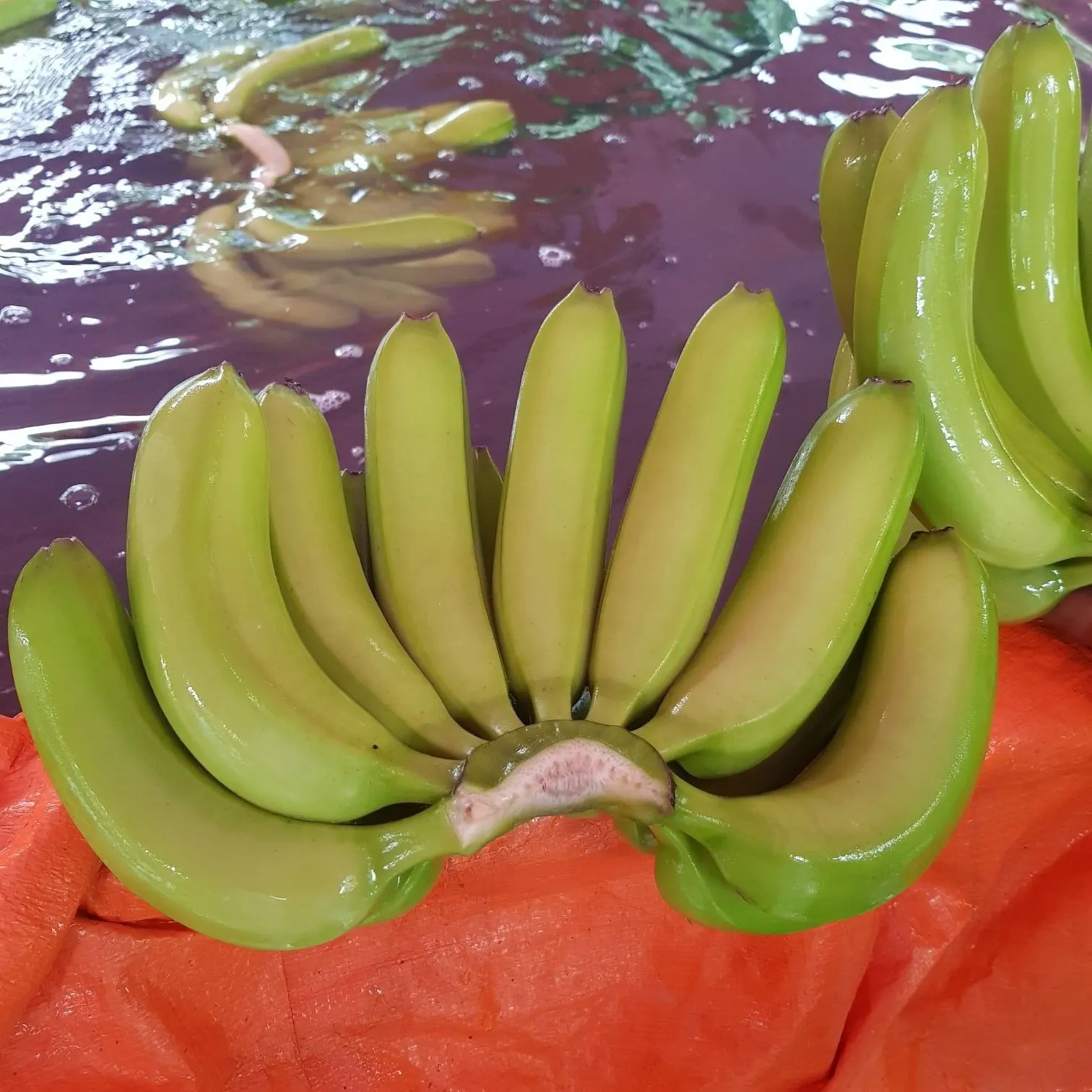 Green Fresh Cavendish Banana Cheap Price High Quality From Vietnam