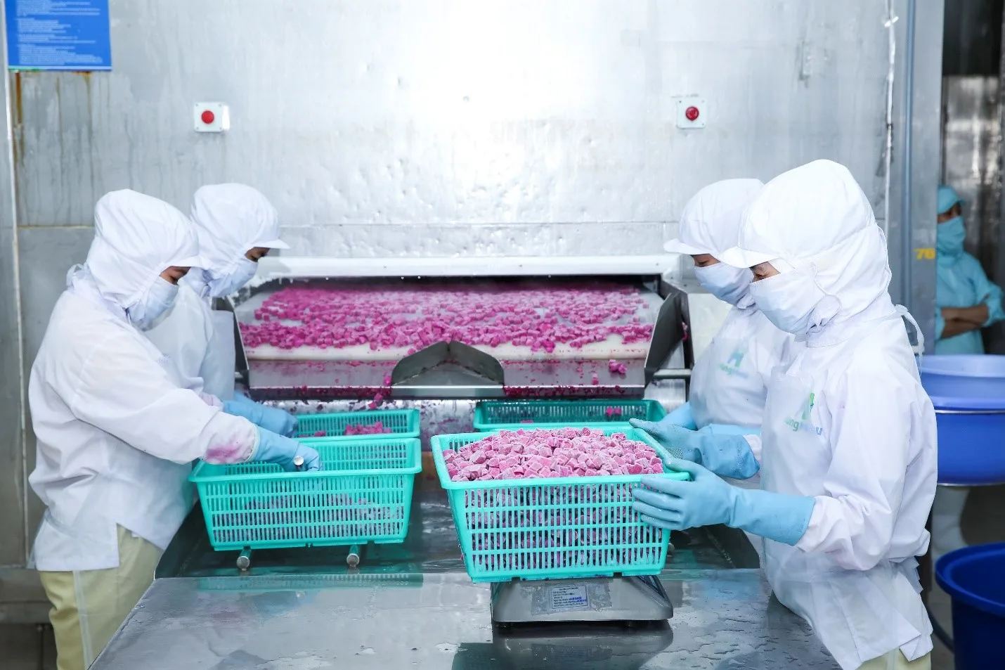 Hot Selling OEM Global Gap Certificate IQF Red Dragon Fruit Dice Water Preservation Process Frozen Pitaya Dices from Vietnam