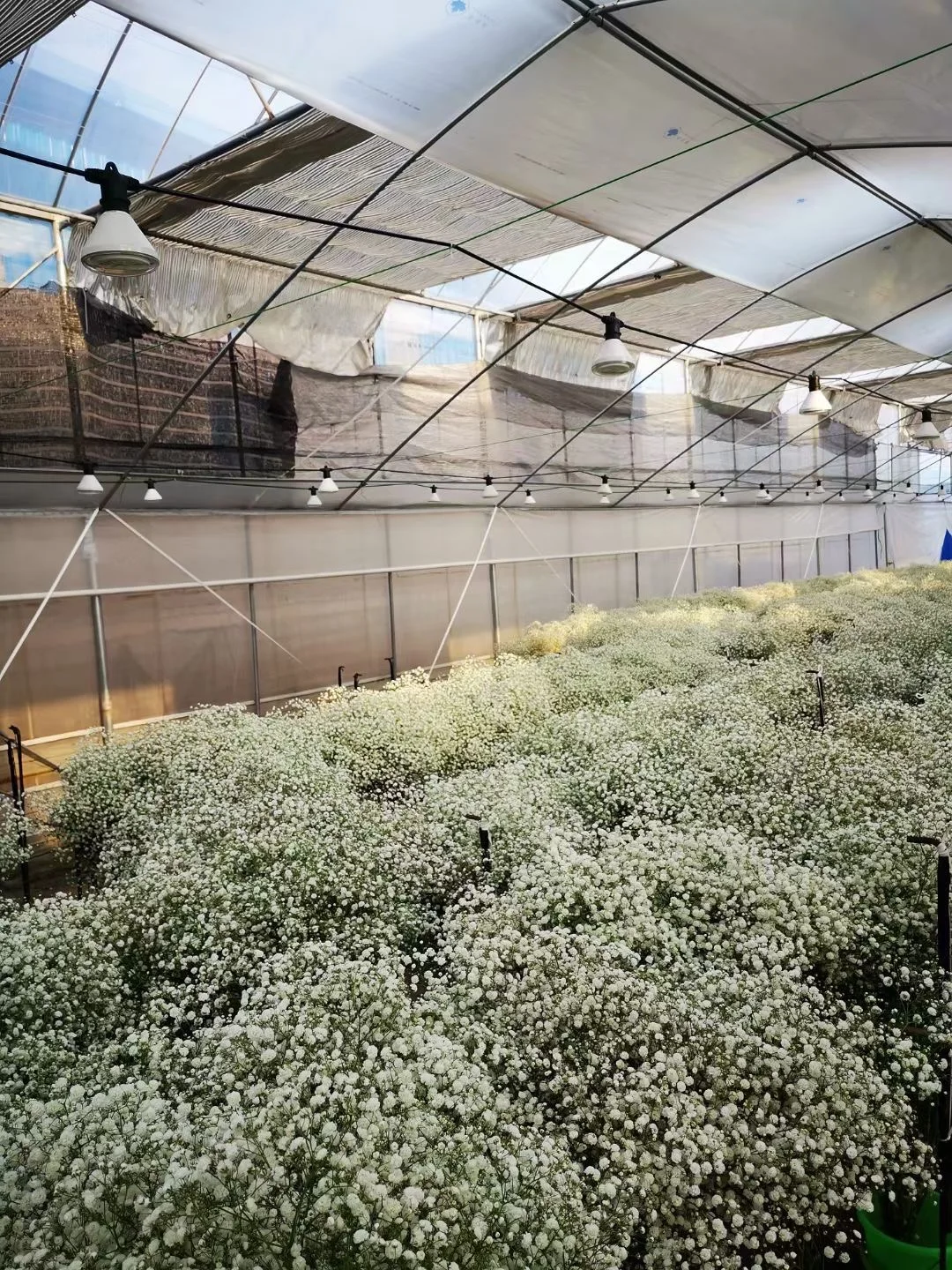 2022 Grow Plant Light 24W Full Spectrum Led Grow light Bulb For Hydropoics Organic Mini Greenhouse