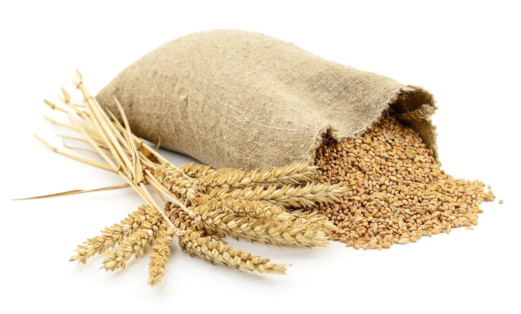 Farm Produced Organic Whole Wheat Grains at Best Market Price
