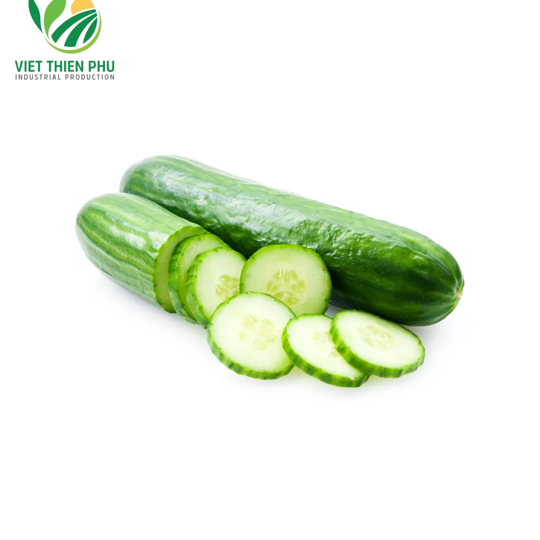 BEST PRICE WITH CUCUMBER WITH 100% NATURAL FROM VIETNAM, AVAILABLE FOR EXPORT