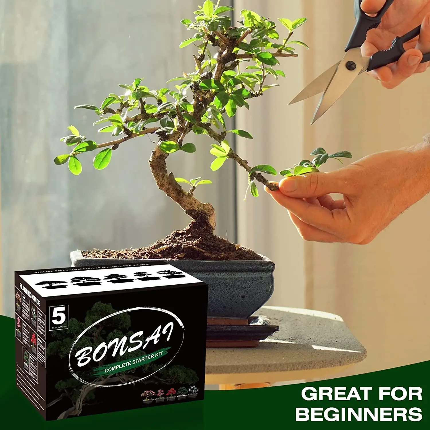 Bonsai Tree Kit with Complete Plant Growing Tools Grow in Pot Indoor Bonsai Tree Starter Kit Home Gardening DIY Gift for Adult