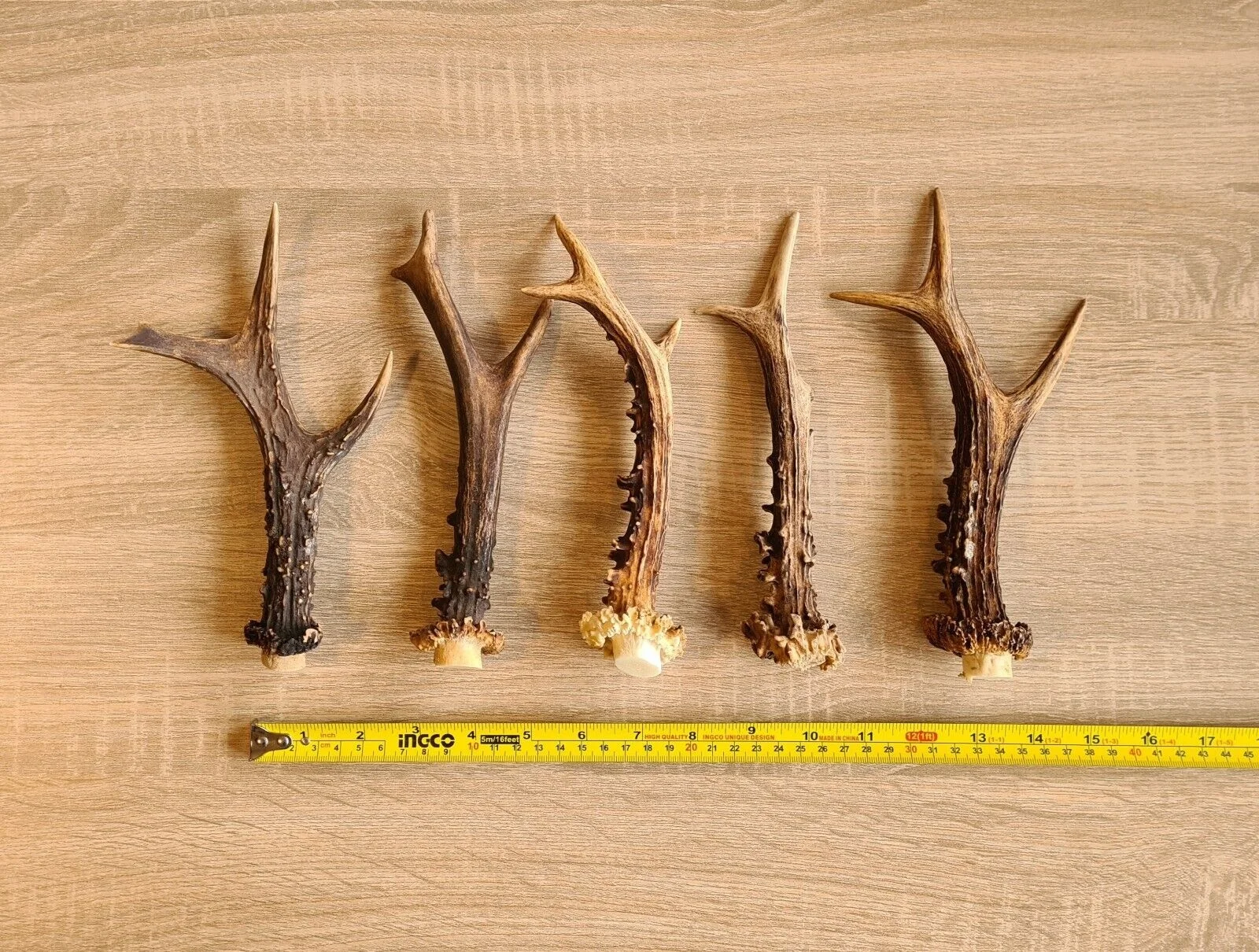 Cheap price Red Deer Antlers, Red Deer Antlers Horns, Naturally Shed Whole Red Deer Antlers/  bulk deer antlers / deer antlers