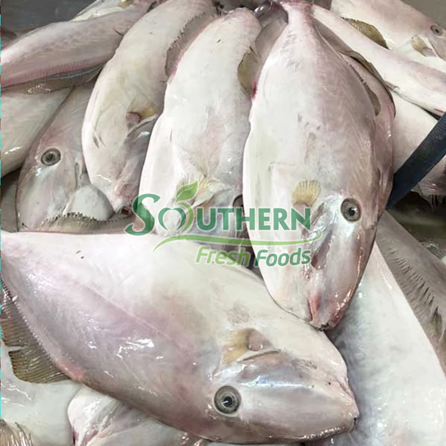 Wild Caught SFF Reasonable price package wholesale price fish seafood Frozen Leather Jacket Fish Sea Fish from Vietnam