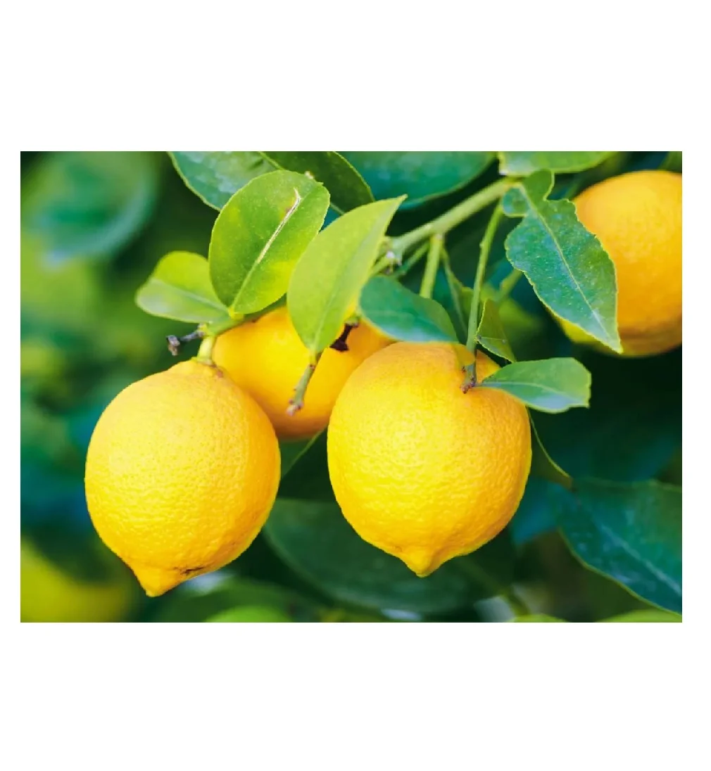Hot Season Sales Fresh Lemon And Fresh Lime Lemons Oranges Fresh Yellow Lemon