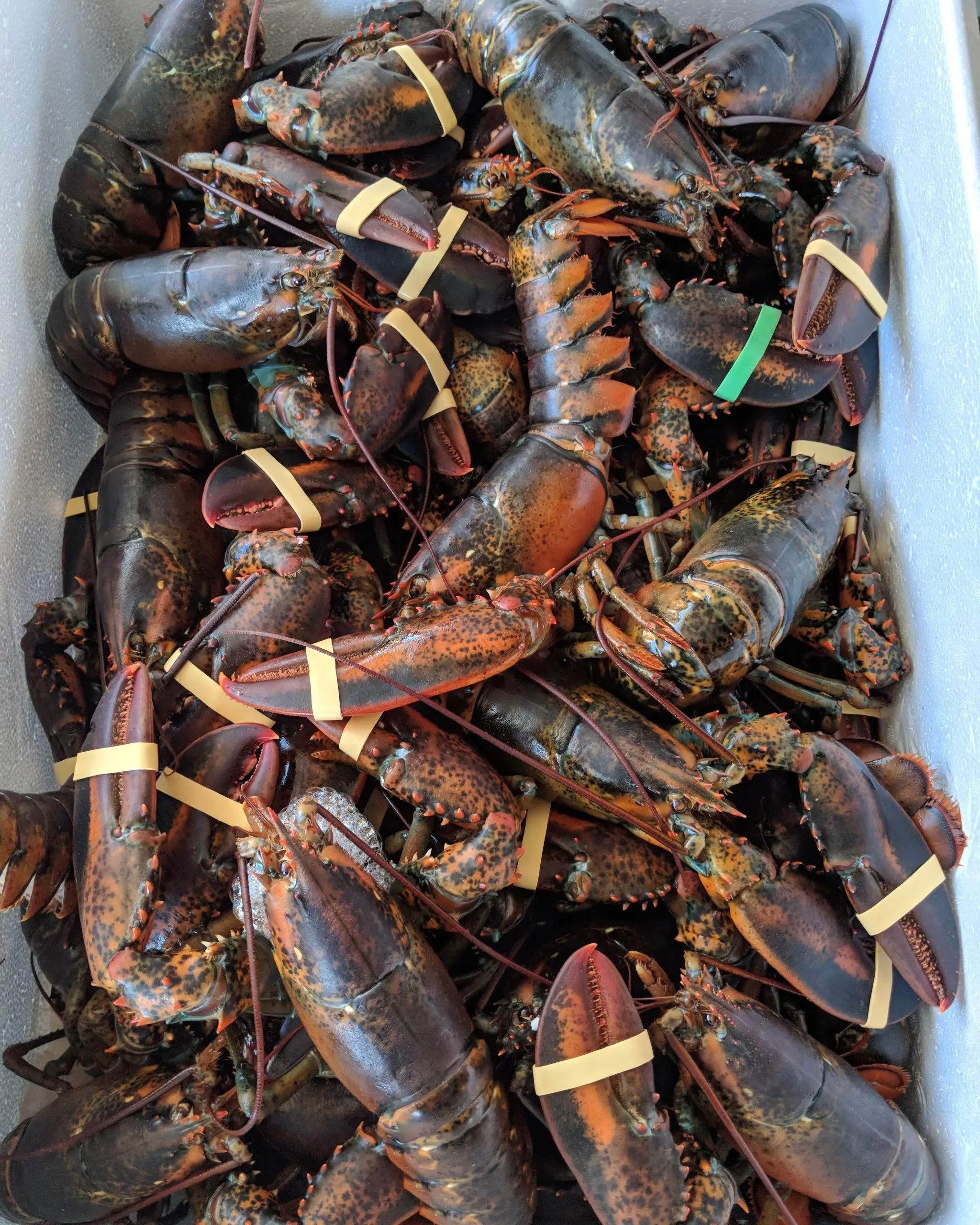 Lobster FROZEN FROZEN LOBSTER TAIL for sale at ccompetitive prices