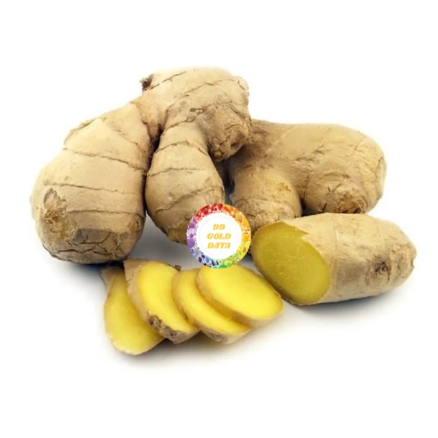 Top Quality 100% Natural Vegetables - Fresh Young/Mature Ginger manufacturing in Vietnam at Competitive Price and High Quality