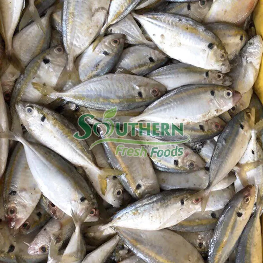 export nature fish seafood Packaging standard Frozen Yellow Stripe Trevally Sea Fish Wild Caught SFF from Vietnam