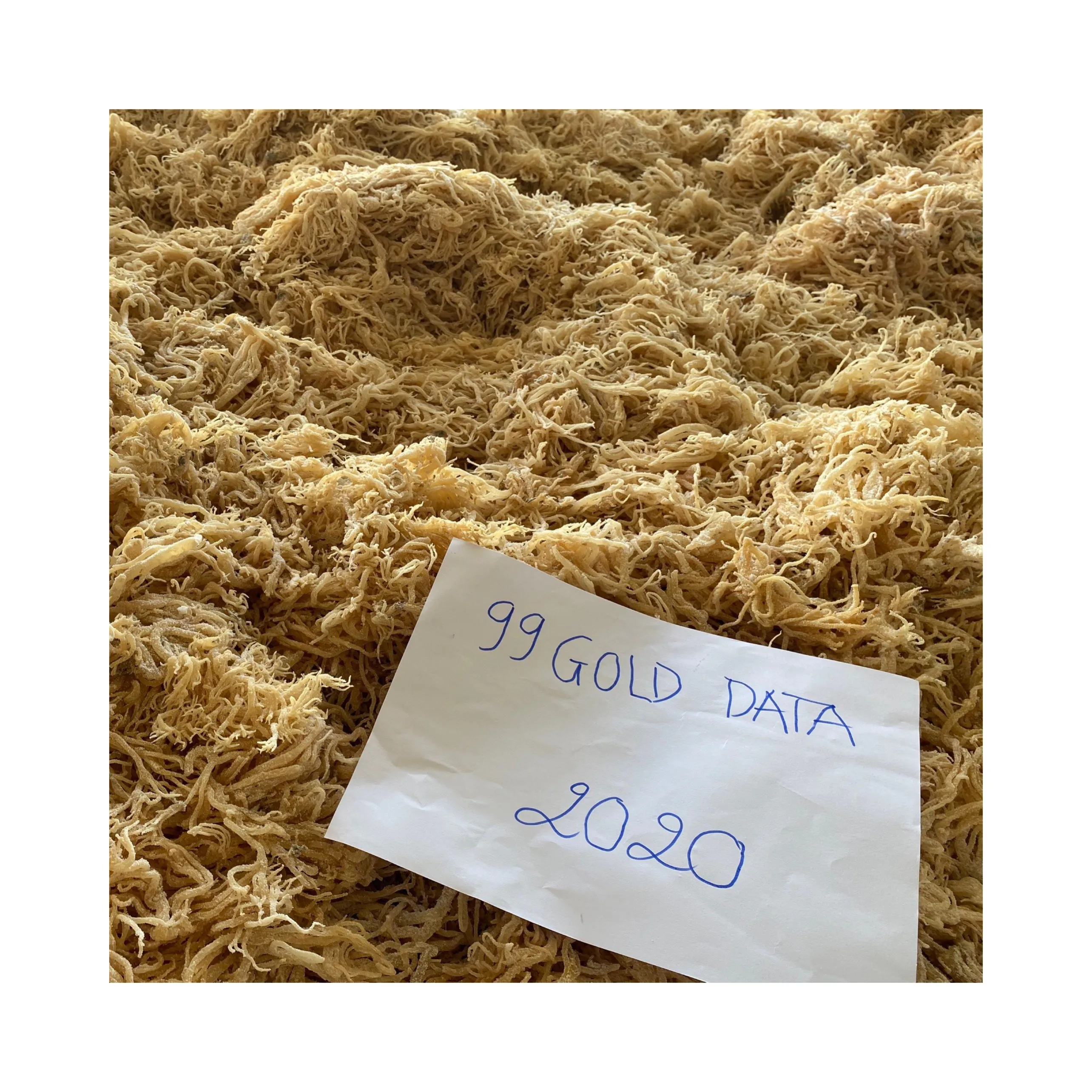 Natural Golden Seamoss /Jamaica Sea Moss / Irish Moss Sea Moss Gel For Producing Carrageenan Purity Cheap Price Vietnam Supplier