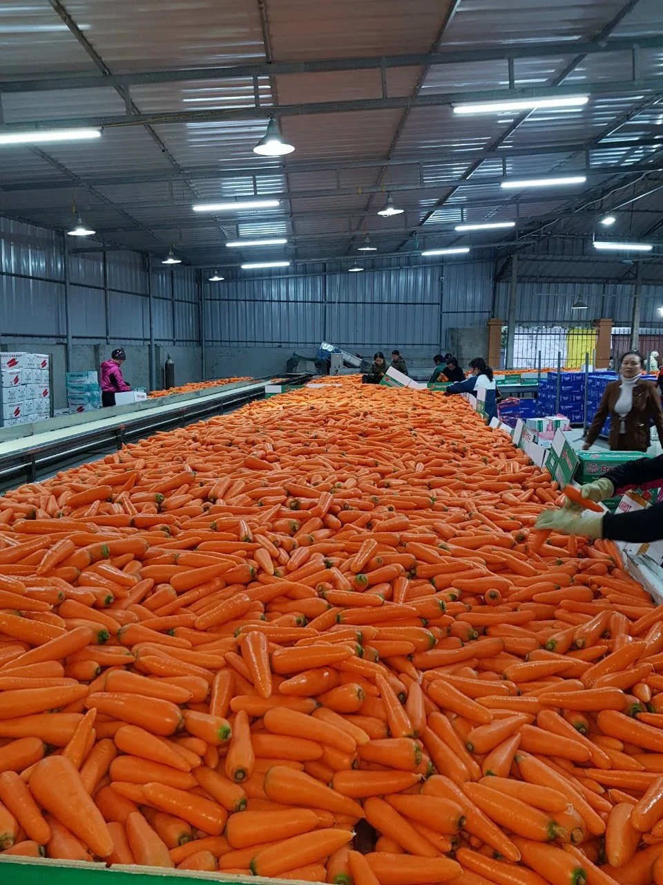 Горячая распродажа! Новый урожай свежих органических овощей оптом, семена картона/моркови, цена моркови оптом на экспорт